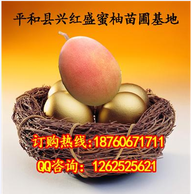 平和县兴红盛苗木培育中心