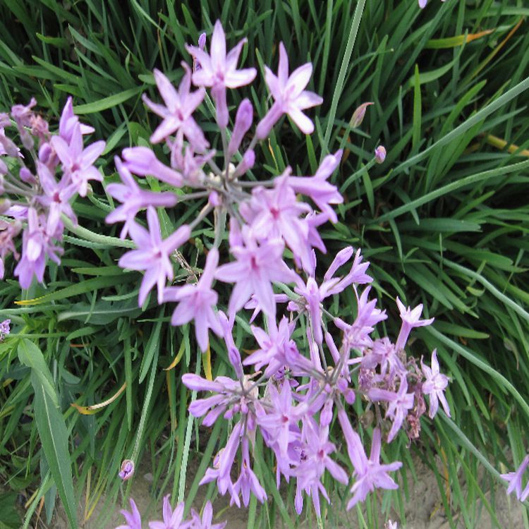 供应地被植物紫娇花又名野蒜非洲小百合