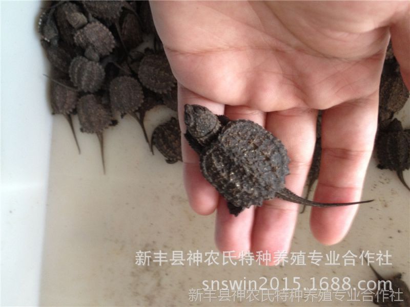 杂佛鳄龟 杂佛鳄龟苗 黄壳小杂佛苗2~3公分背甲