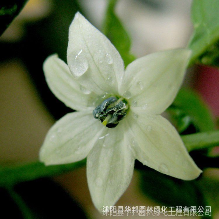 【公司销售夜来香种子 夜香花花草种子,夜兰香花卉盆栽种子】图片