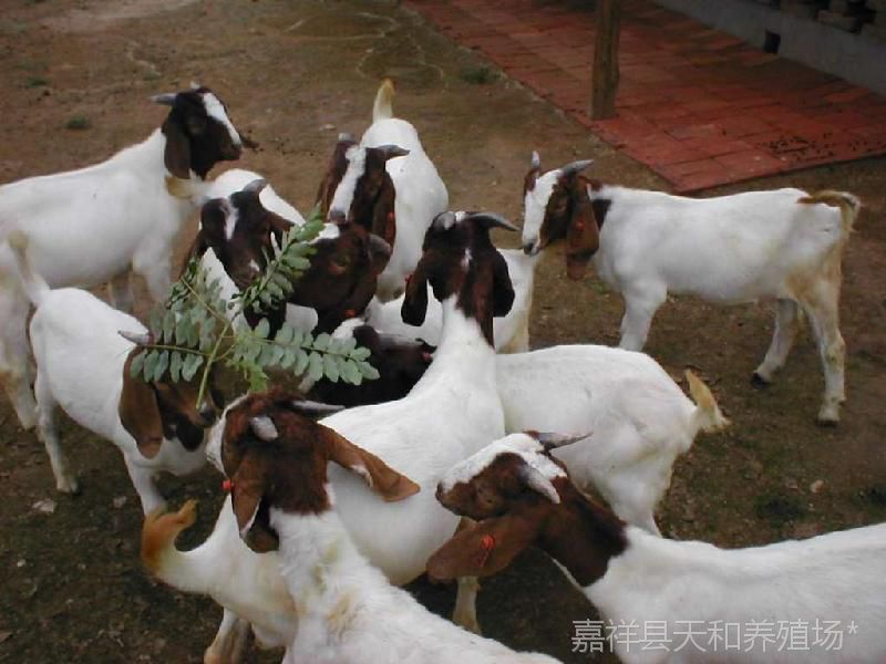 【湖北養殖哪種羊效益好 湖北肉羊價格 波爾山羊養殖技術 育肥羊】