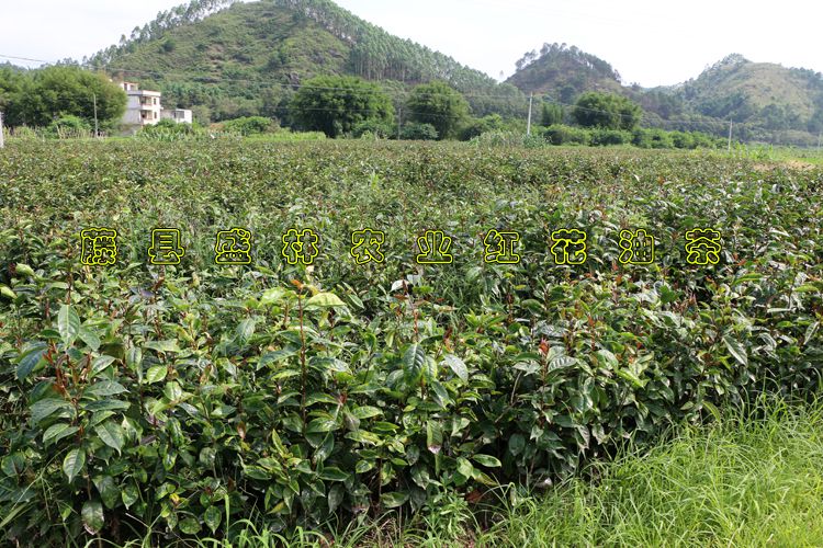 熱銷福建湖南的大果紅花油茶嫁接苗批發 廣西大紅花油茶基地