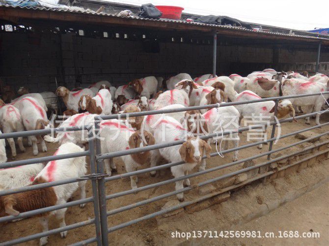 供應肉羊價格,肉羊品種,建設羊圈/波爾山羊羊圈建設