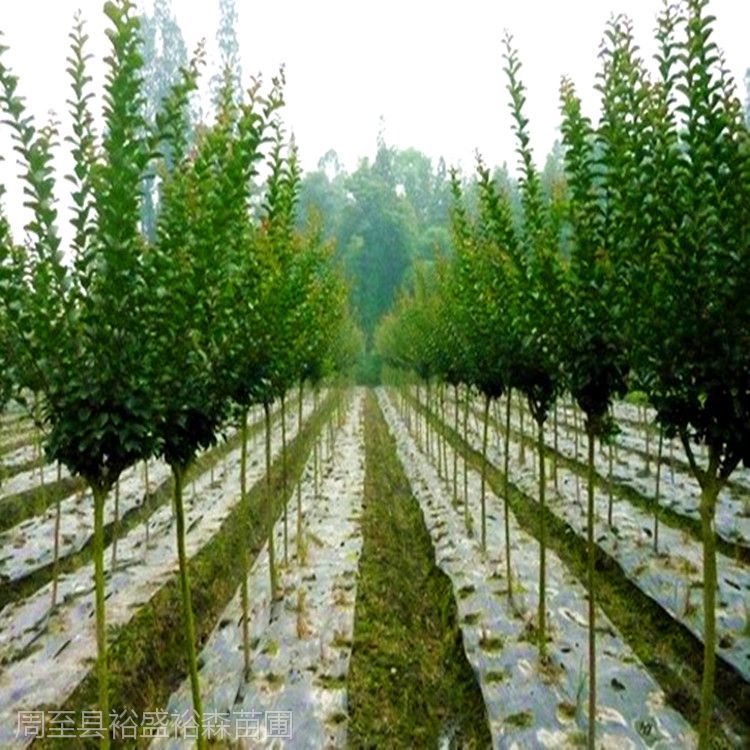 紫薇树苗西安苗圃直销18公分粗红花紫薇规格齐全周至苗木