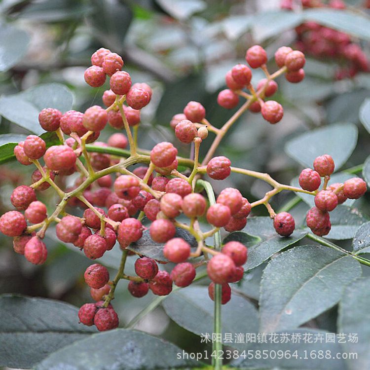 果樹苗山花椒苗 大紅袍 位十三香之首當年結籽盆栽庭院地陽臺植物