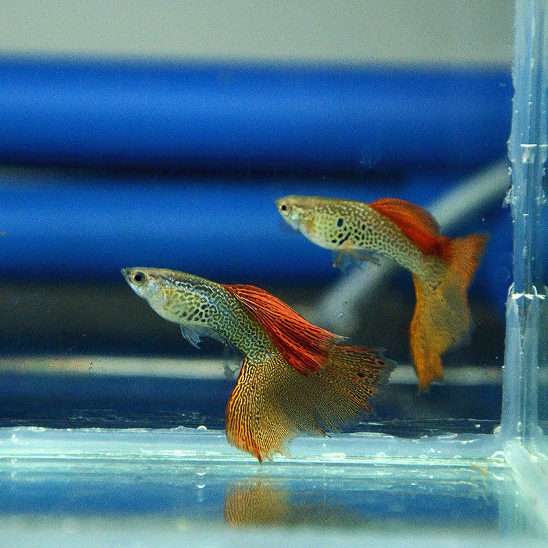 紅蕾絲孔雀魚 觀賞魚 熱帶魚 寵物魚 小型活體魚 臺系水族精品