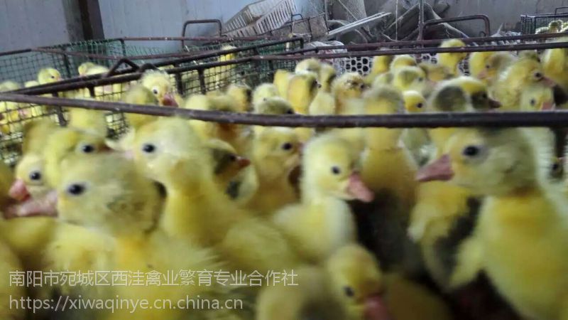 河南省鹅苗孵化基地南阳鹅苗养殖技术鹅苗价格