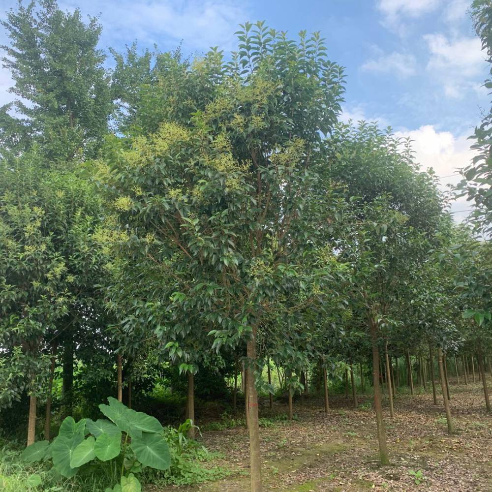 8公分大叶女贞_大叶女贞小苗_亳州大叶女贞种植基地