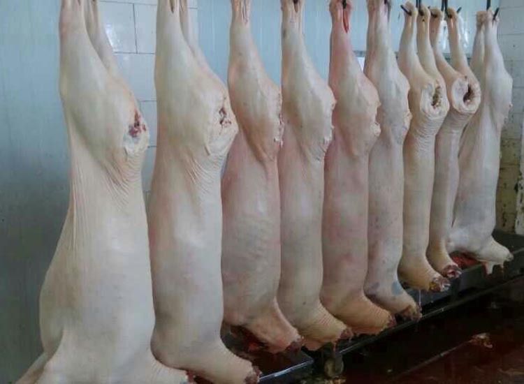 清真 国产 带皮 新鲜 羊肉 屠宰场 供应商生产厂家