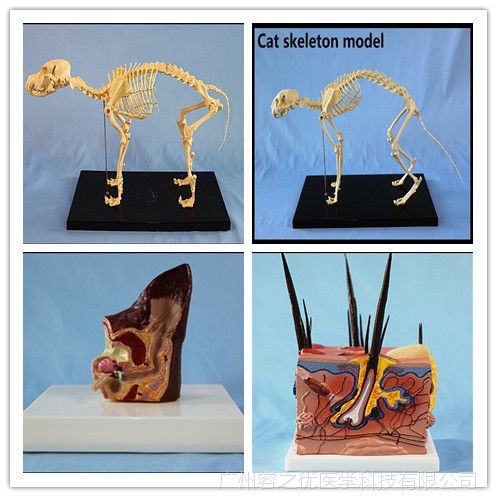 病态狗耳朵 狗耳朵模型动物犬科教学兽医教具病态病理解剖刨构造