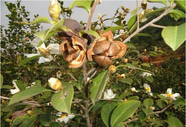 【批發優質】廣西巴馬老茶樹茶籽 山茶籽茶籽