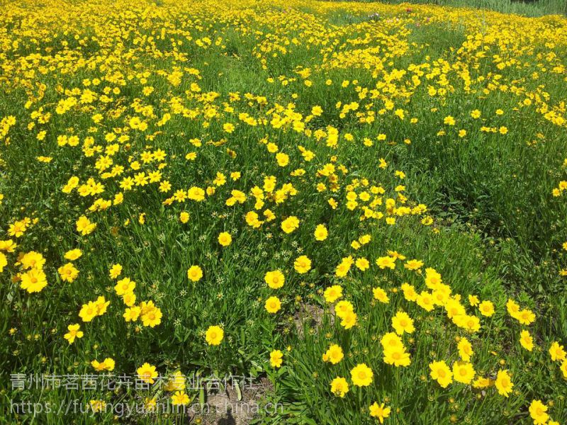 すべての花の画像 綺麗な茜花