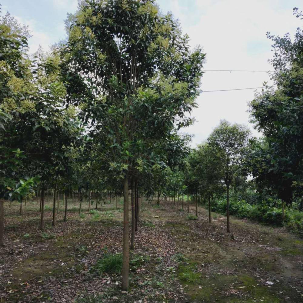 11公分大叶女贞_5公分大叶女贞_杭州大叶女贞种植基地