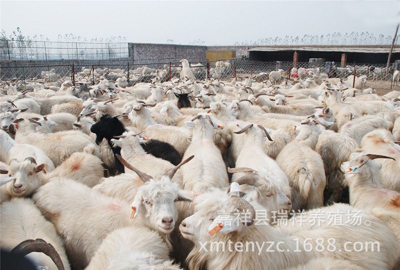 想了解活羊多少钱一斤?纯种杜泊绵羊多少钱一只,种公羊多大能配种