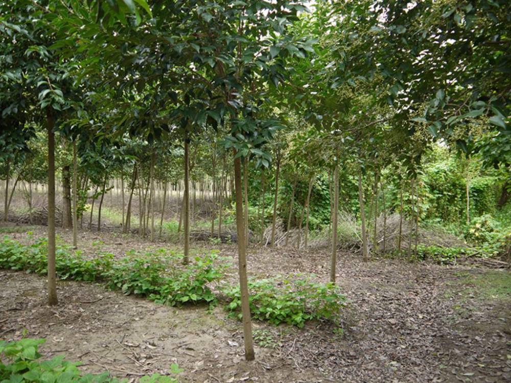 8公分大叶女贞_大叶女贞小苗_亳州大叶女贞种植基地