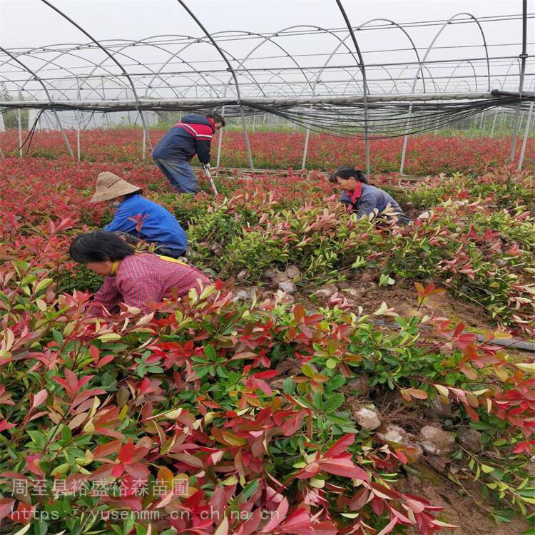 商洛红叶石楠小苗05米绿化花卉苗木西安红叶石楠