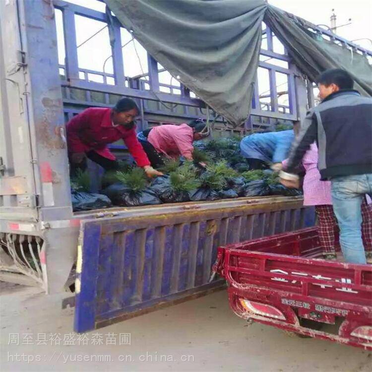 陕西树苗基地绣线菊道路苗木绿篱火炬