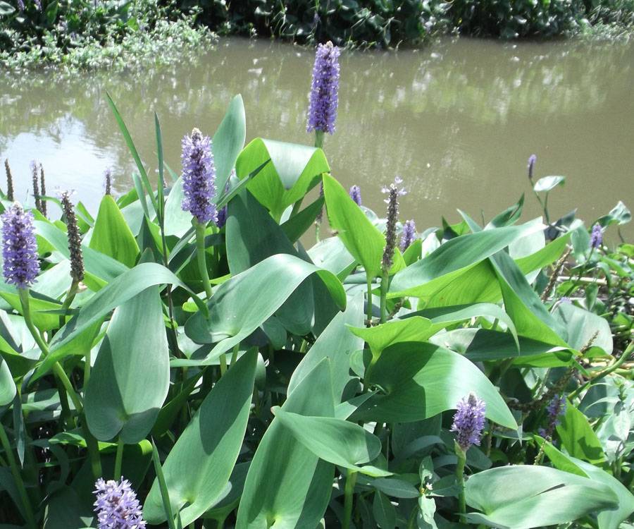 河道景观植物,湖泊水生植物,净化水体植物介绍