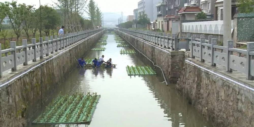 盐城市人工浮岛水质净化黑臭水治理浮岛