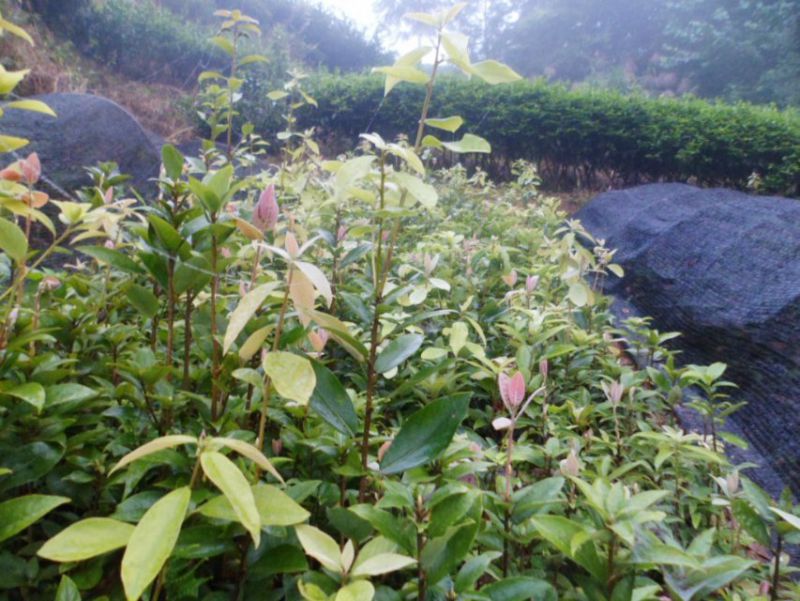 重慶老鷹茶苗價格老鷹茶苗蟲茶價格