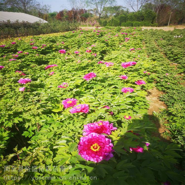 牡丹苗银川基地树苗苗价格1米高度盆栽miao全年可栽植吴忠月季花