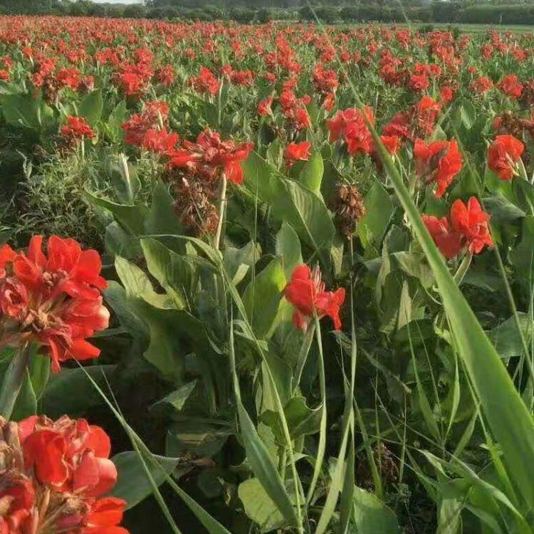 批发黄花美人蕉花叶美人蕉袋苗湿地绿化植物销售