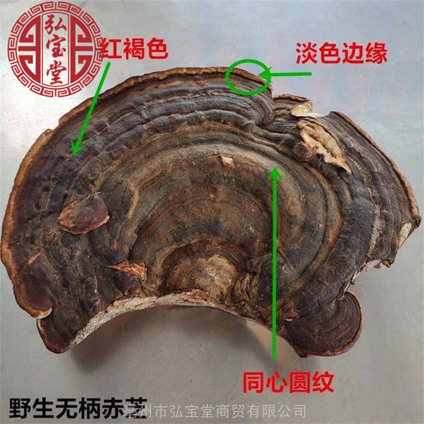 无柄赤灵芝无硫无添加中药材无柄赤灵芝整个药食同源