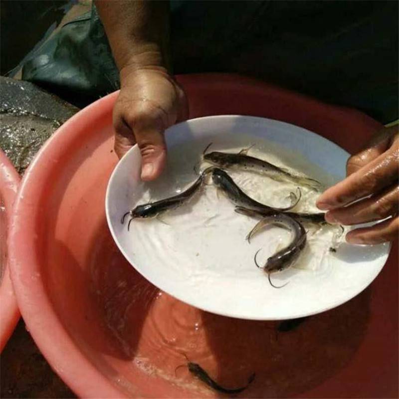 斑點叉尾鮰魚苗哪裡有花白鰱水花斑點叉尾鉗魚苗價格