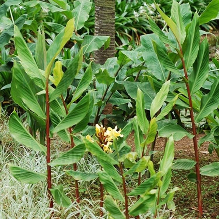 【批發 姜花 水生植物 姜花植物 池塘邊種植植物 野薑花 蝴蝶姜】圖片