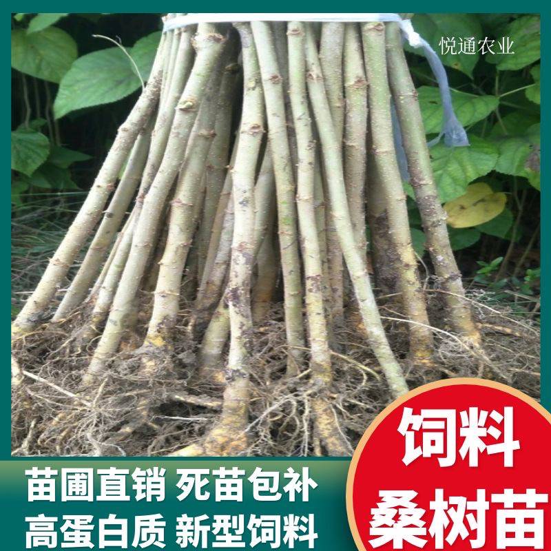 桑树苗大叶四季养蚕树苗地栽南方北方种植食用蛋白饲料桑种植