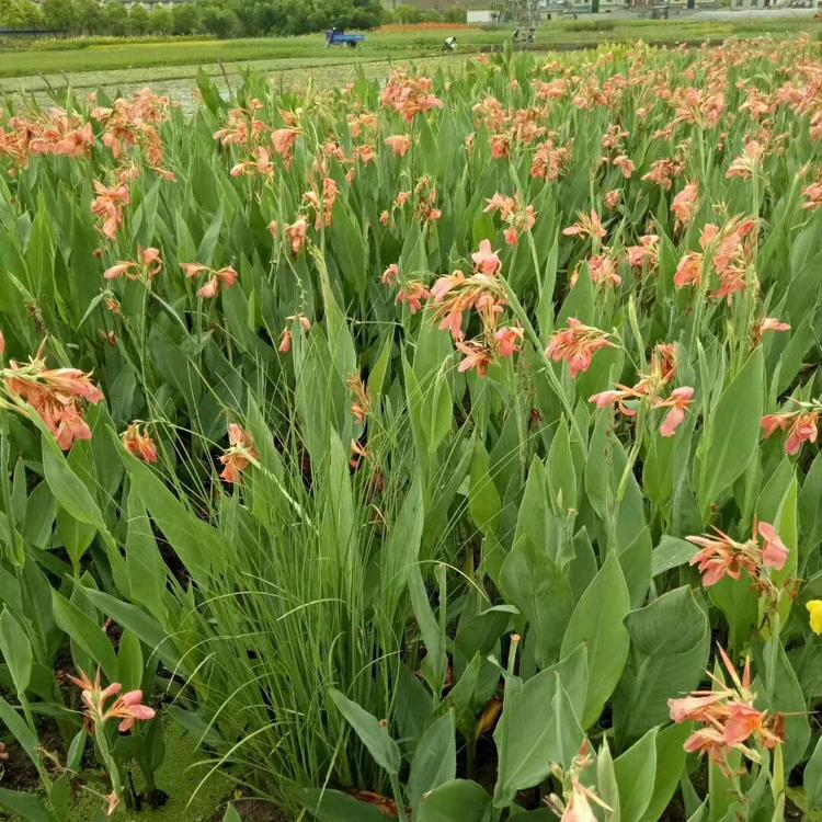 水生植物美人蕉培育基地 河道岸边种植护坡效果好