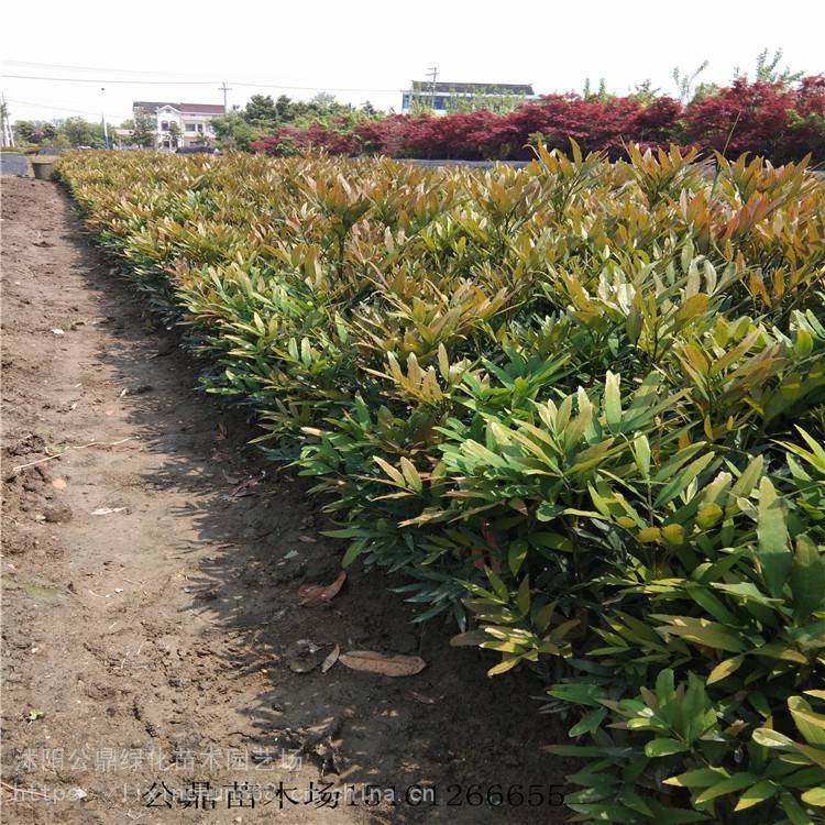 洒金珊瑚八角金盘耐阴植物色块灌木工程苗大量上市