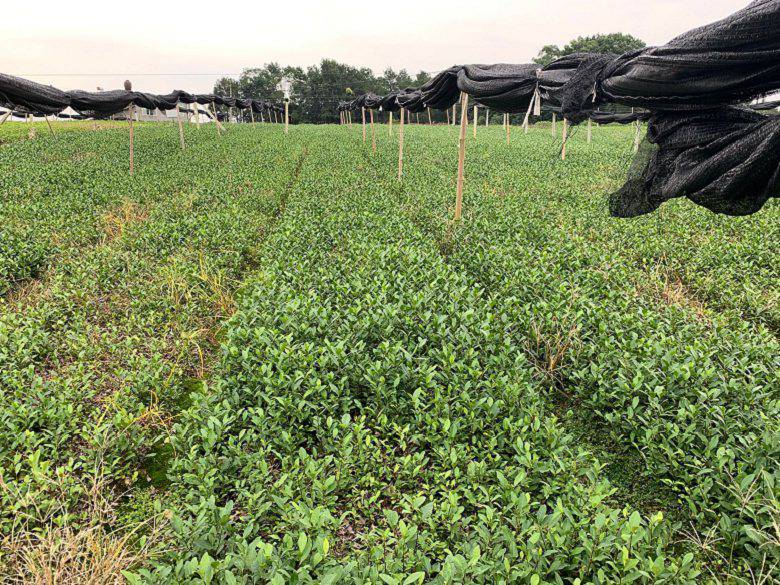 景德镇市绿茶茶苗市场走向-名选131茶苗、绿茶茶苗