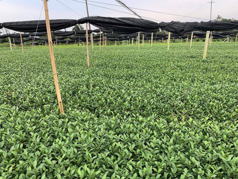 三门峡市茶叶苗基地价格便宜-川茶2号茶苗、茶叶苗基地