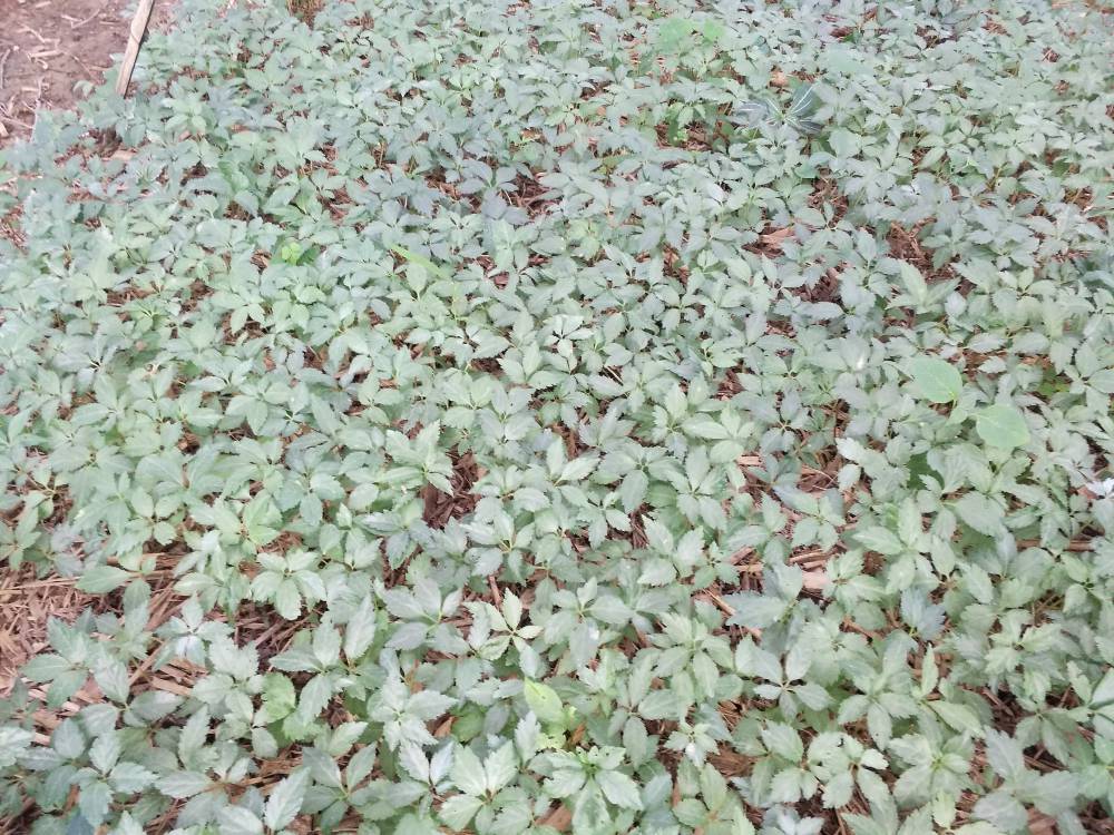 河南三门峡湖滨竹节参苗子块茎金果榄冰球子种苗药材致富品种