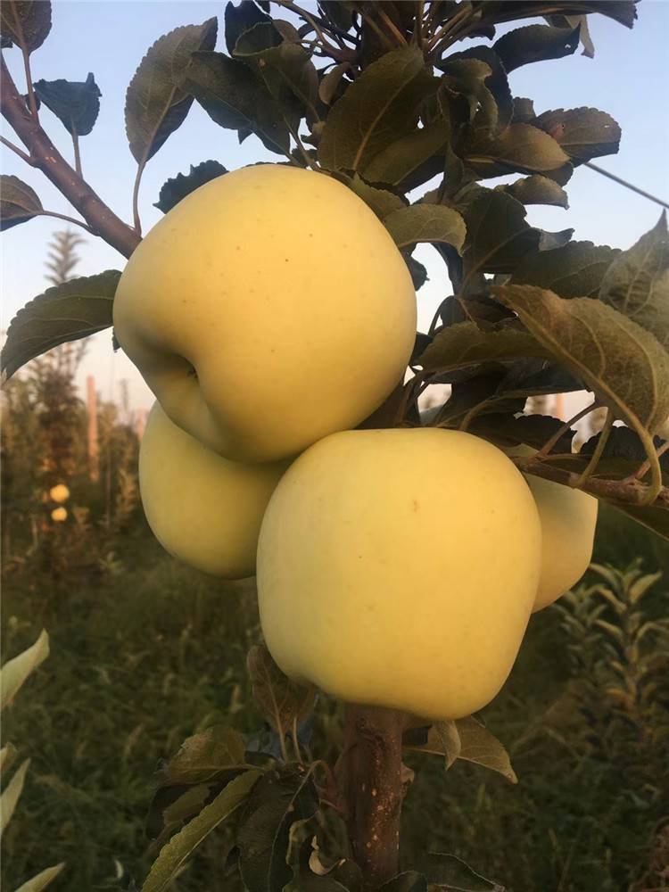 矮化瑞雪苹果苗优质供应商瑞雪苹果苗优势