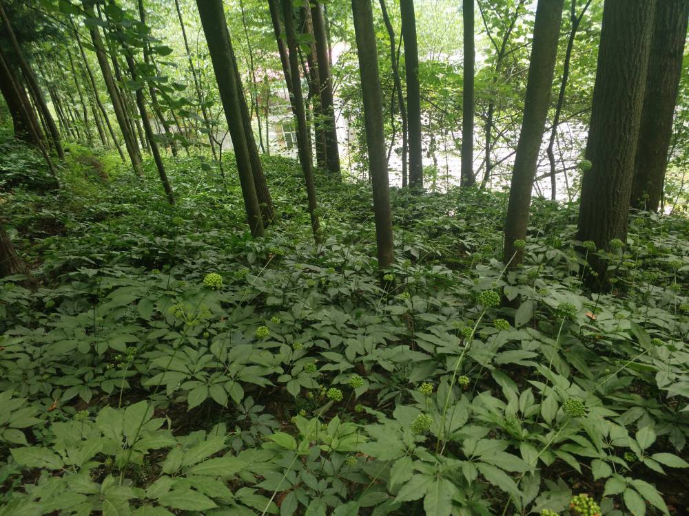 河南开封龙亭竹节参回收加工重楼种子种苗农村种植什么药材好