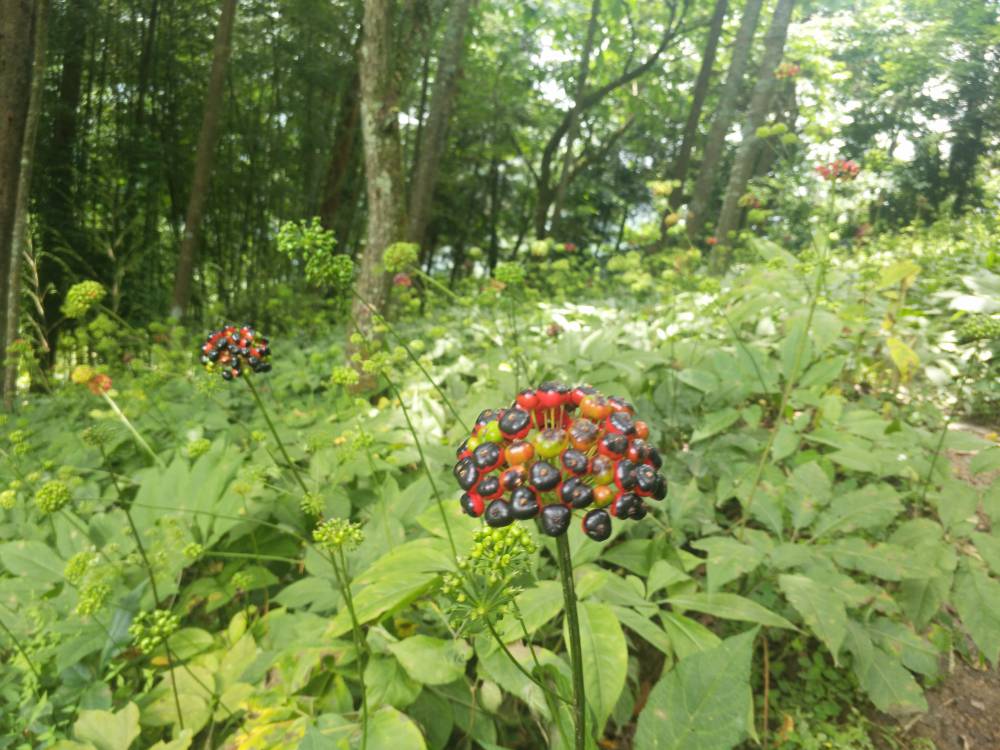 贵州六盘水六枝特野三七种植基地重楼种子种苗农村种植什么药材好