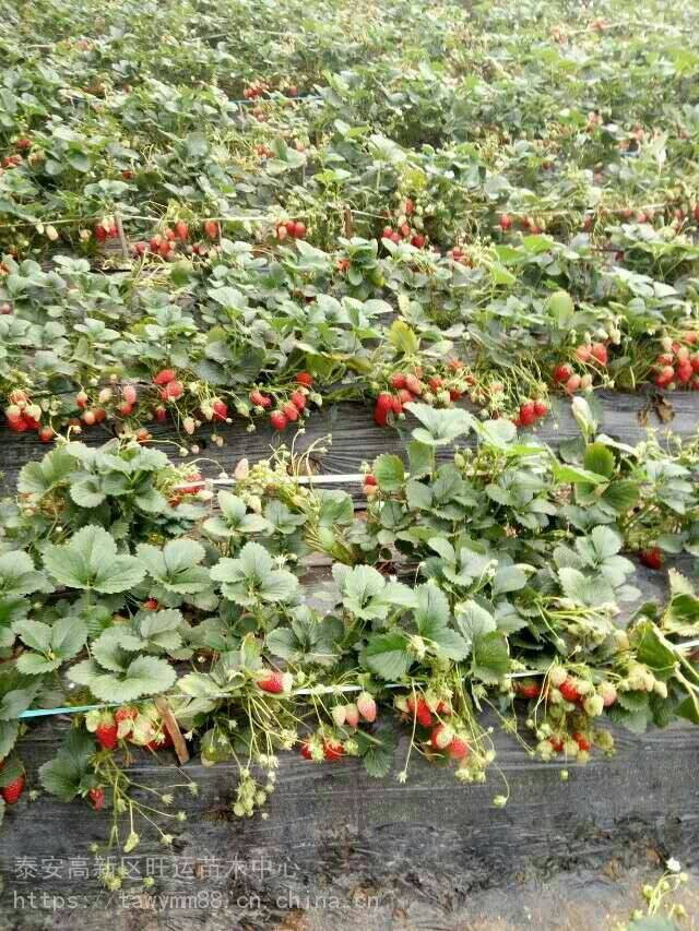 美国13号草莓苗即早熟红颜草莓苗基地绿化苗较新价格