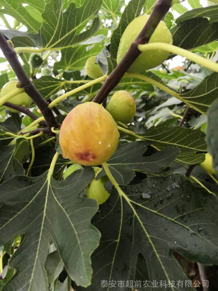 批發紅心無花果苗布萊瑞克無花果樹苗種植基地