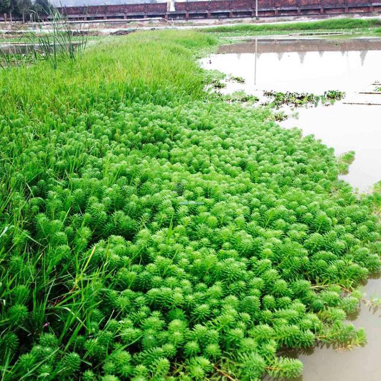 聚草基地現貨直銷批發水體綠化水生植物溼地綠化觀葉單瓣狐尾