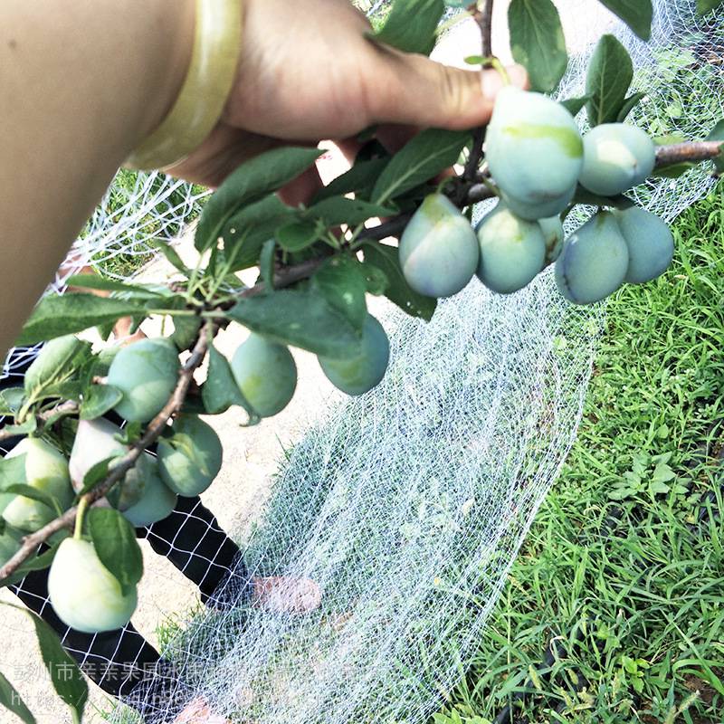自贡西梅李苗种植-自贡哪里能买到正宗西梅苗