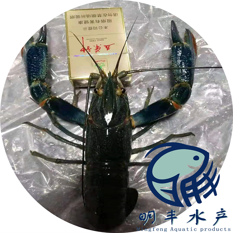 廣州明豐魚塘養(yǎng)澳龍蝦苗10cm淡水澳龍蝦苗生長快澳龍蝦苗現(xiàn)貨