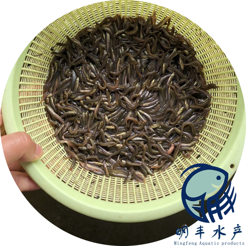 泥鰍苗魚鰍臺灣鰍批發(fā)行情浙江泥鰍水花批發(fā)價(jià)格