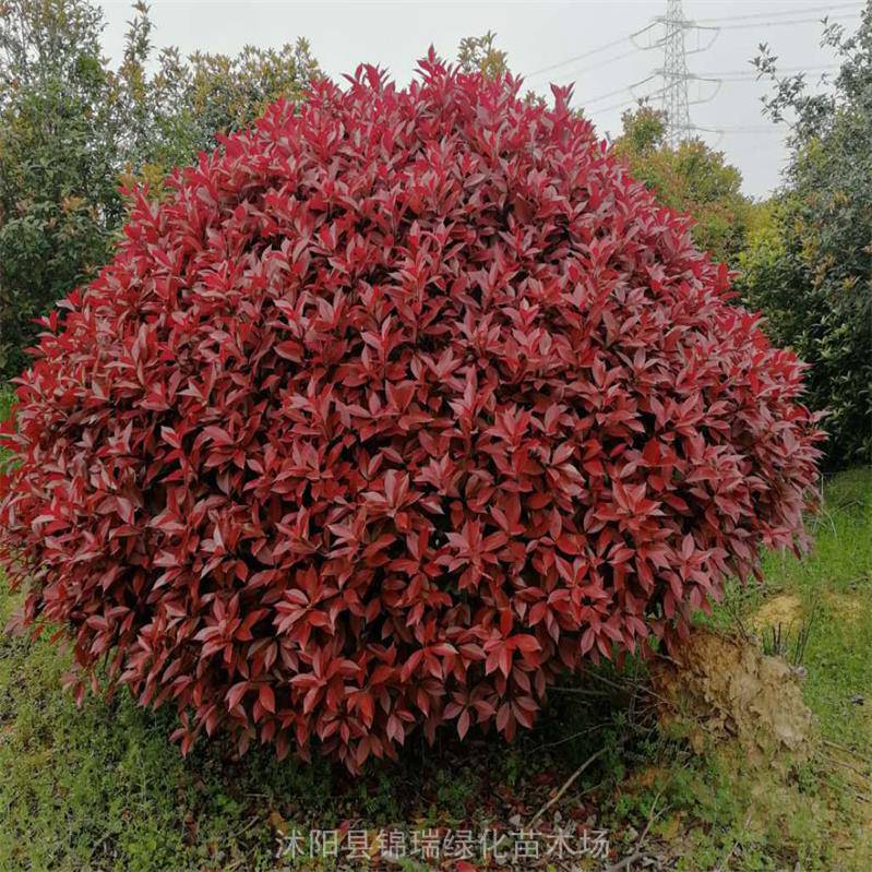 15米红叶石楠球球类中的叶色靓丽园林庭院美化
