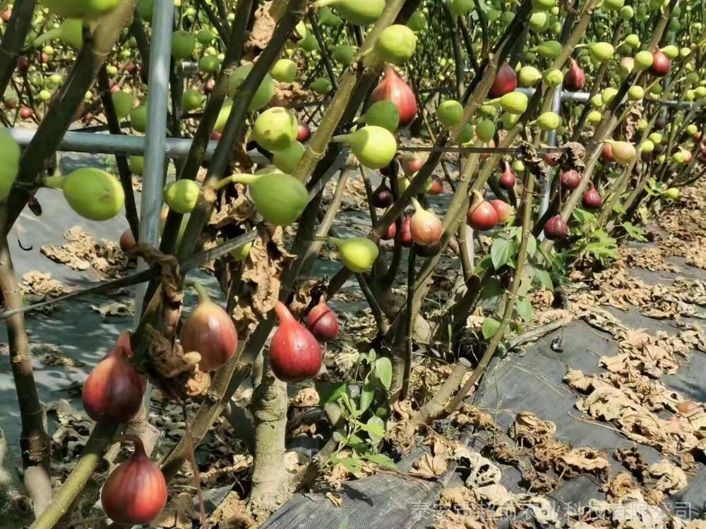 无花果基地常年销售无花果树苗