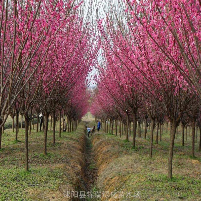 庭院观赏梅花树地径5公分10公分原生梅花树现挖现卖