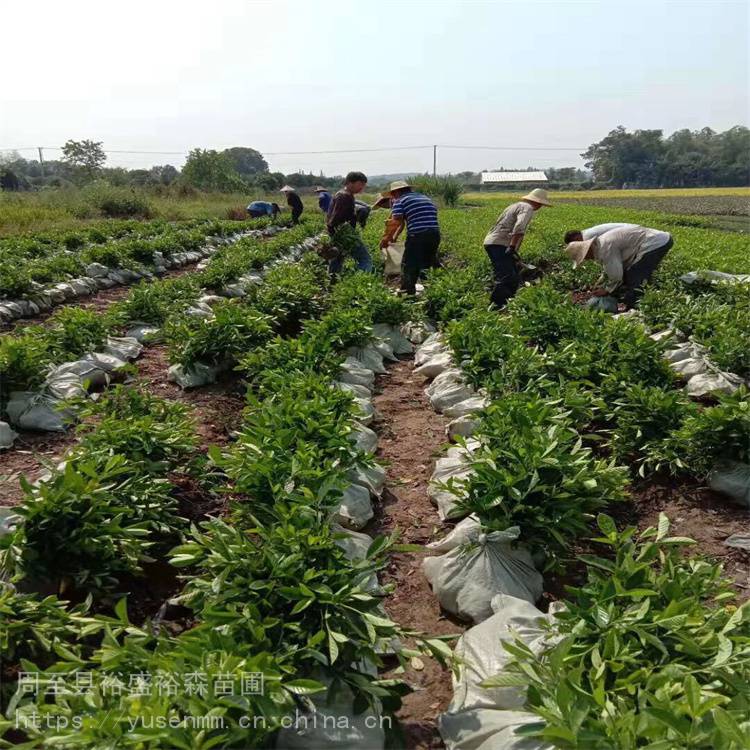 北海道黄杨小区庭院绿化卫矛园林苗木品种60余类