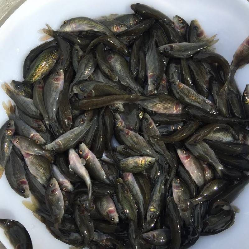 【禾花鯉魚苗生態養殖 優質抗寒禾花鯉魚苗_宏業淡水