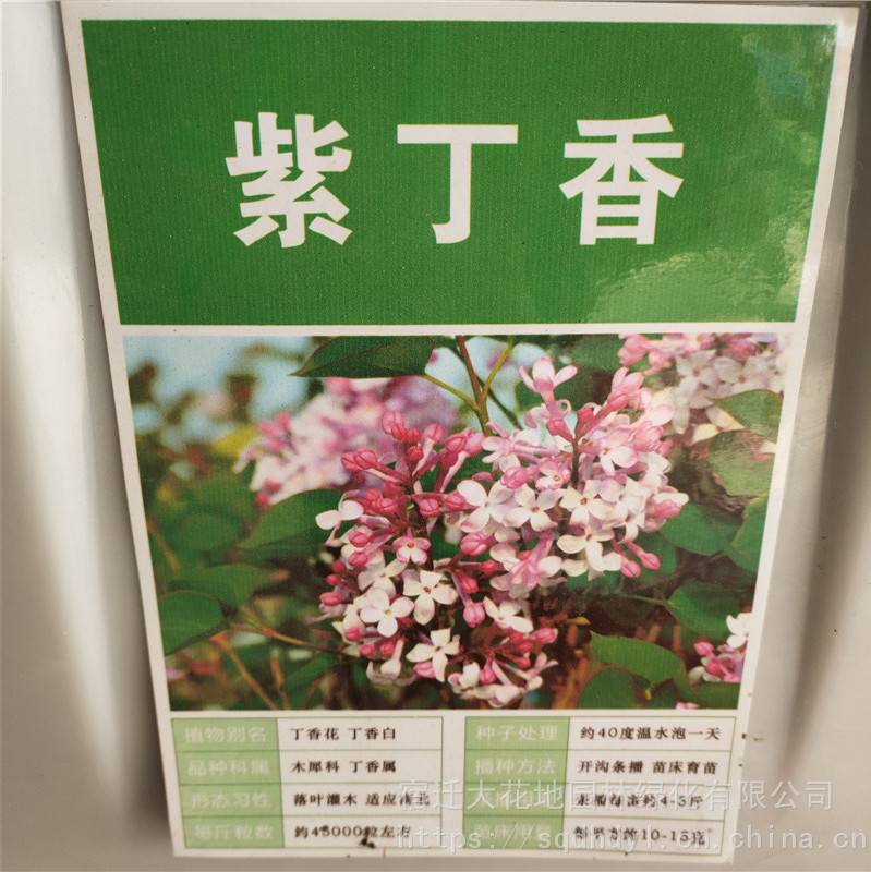 优质新采摘林木种子紫丁香种子发芽率高价格便宜批发价